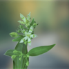 高山植物園の花（アケボノソウ・サクラタデ）