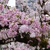 初めての大阪造幣局 桜の通り抜け(1)