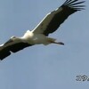 コウノトリ　46年ぶりの巣立ち