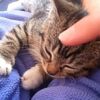 子猫がすやすや。それをナデナデ。ただひたすら、癒しのひと時。