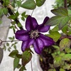 ＊クレマチス カシス開花＆アジサイの季節