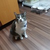 猫という誘惑に負けずに集中力を高める