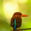 スラウェシのカワセミ（スラウェシの鳥その3）Kingfisher in Sulawesi