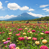 百日草とひまわり、そして富士山