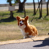 郷土の森公園周辺へ　初めての多摩川土手