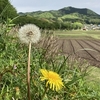 巾着田のアジサイ