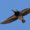 ムクドリ飛翔●●お手軽「鳥の写真バッジ」が作れます●●