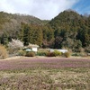 山里のホトケノザ満開