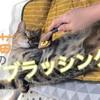 猫のブラッシングについて