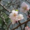 やっと桜の季節です。