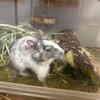 しろごまあん1552日目