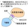 じじぃの「人の生きざま_696_ピーター・ドハティ（免疫学者）」