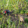 桜散歩の合間に見た多摩川の野鳥：キジのカップルにオオバンの島