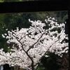 さくら、サクラ、桜