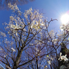 聖将山 東郷寺 サクラサク