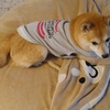 朝から冷たい雨、だよ