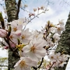今年の桜