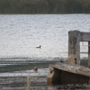 コスズガモ Lesser Scaup