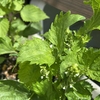 【ガーデニング】【家庭菜園】青じそに花が・・・
