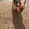 老犬ホームあん｜ココロ 虹の橋を渡りました。