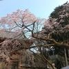 京都の桜の名所、「醍醐の花見」で有名な醍醐寺（世界文化遺産）2019