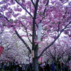 桜の通り抜け