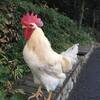もっと頑張れまさひろくん！天王寺動物園のニワトリの「まさひろ」くんに4度目の大ピンチが！