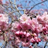 長弓寺と桜