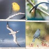 5月13日（土）『人生の天気図』野鳥写真家上山功夫さんをお迎えします
