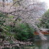 桜につり橋
