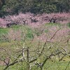 飯綱町の花めぐり。(2025.5.1木)