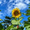 府立植物園のひまわりのお話。