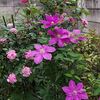 5月5日　菖蒲はなく　バラとテッセンです