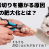 【シニア猫（老猫）のお世話】爪切りを嫌がる原因は？爪を切るコツとおすすめの爪切り