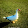 珍しい鳥と遭遇・・コオリナゴルフクラブにて。
