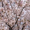 今年最後の桜