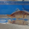 金魚をプラケースで横見チェック