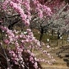 赤塚山公園 梅まつり 豊川