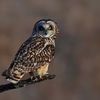 コミミズクの止まり木姿５態