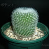 雪晃Eとミニサボテンの育て方 【サボテン 育て方】