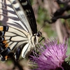 🦋小石川植物園　アゲハチョウのランデブー飛行😊