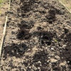 【移住11ヶ月目】牛糞堆肥と肥料撒き