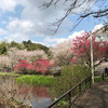 清水公園の桜。さくらまつりの続き。