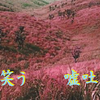 白々しい楽山２