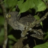 沖縄に鳥を見に行った日記（２０２４　１１１４－１７）その１。