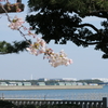 横浜の桜(２)今年はここが一番