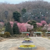 2023/02/19 雨上がりの足利フラワーパーク
