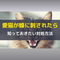 猫は蜂に刺されても平気なの？治療の体験談と対処方法