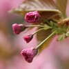 Tue.　　まだ桜　まだ椿　・　エビネ　