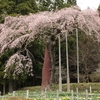 【常陸太田市】七反の枝垂れ桜・・